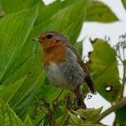 European Robin