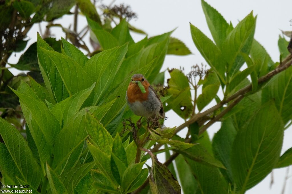 European Robin, eats