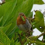 European Robin