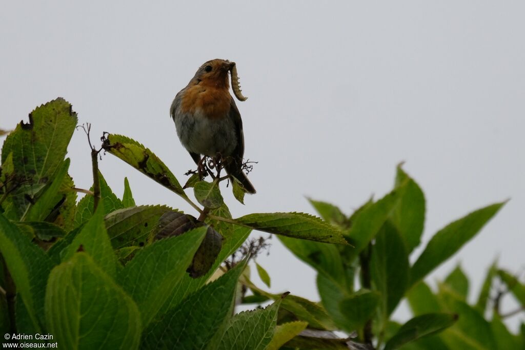 European Robin, eats