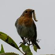 European Robin