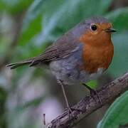 European Robin