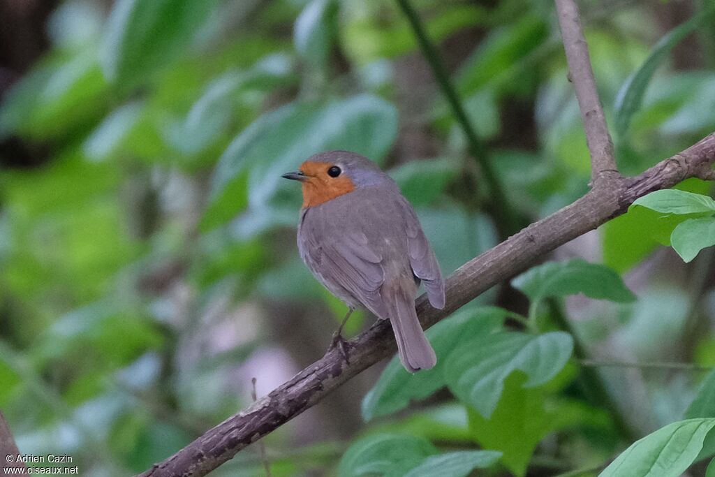 European Robinadult