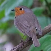 European Robin