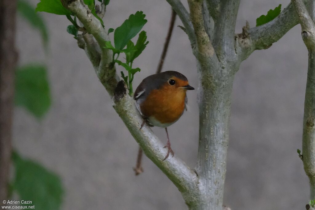 European Robinadult