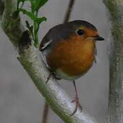 European Robin