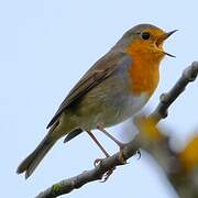 European Robin