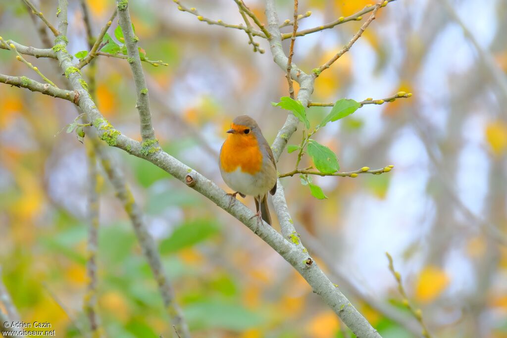 European Robinadult