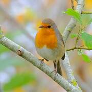 European Robin