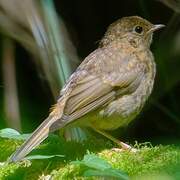 European Robin