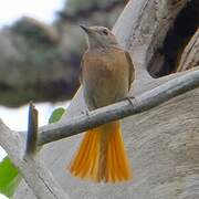 Common Redstart