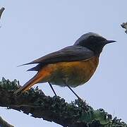 Common Redstart