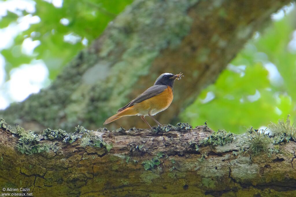 Common Redstart male adult
