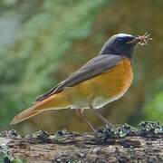 Common Redstart