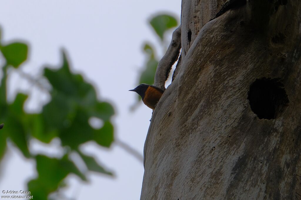 Common Redstart male adult, Reproduction-nesting