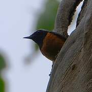 Common Redstart