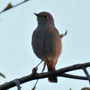 Black Redstart