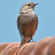 Black Redstart