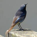 Rougequeue noir