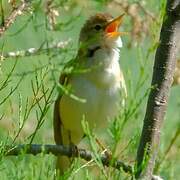 Marsh Warbler