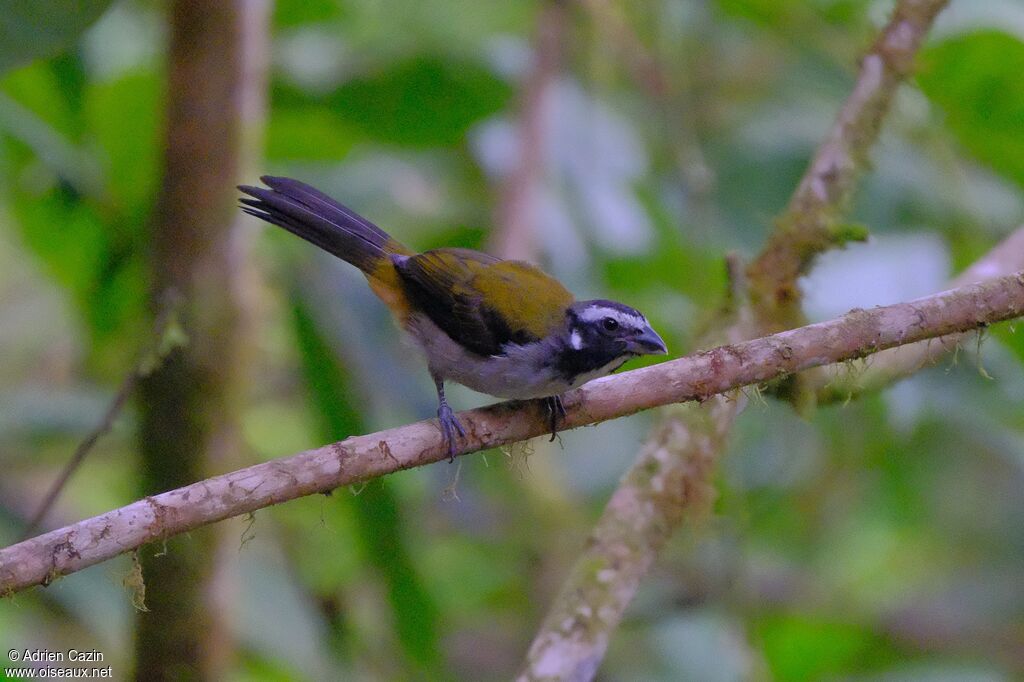Saltator à ailes noiresadulte