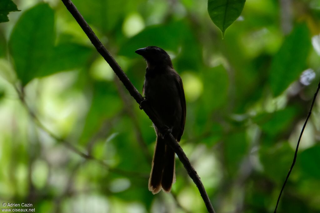 Saltator des grands-bois