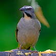 Saltator des grands-bois