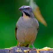 Buff-throated Saltator