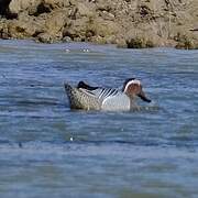 Garganey