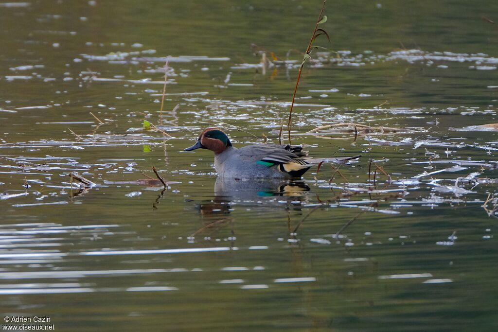 Eurasian Teal male adult breeding