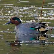 Eurasian Teal