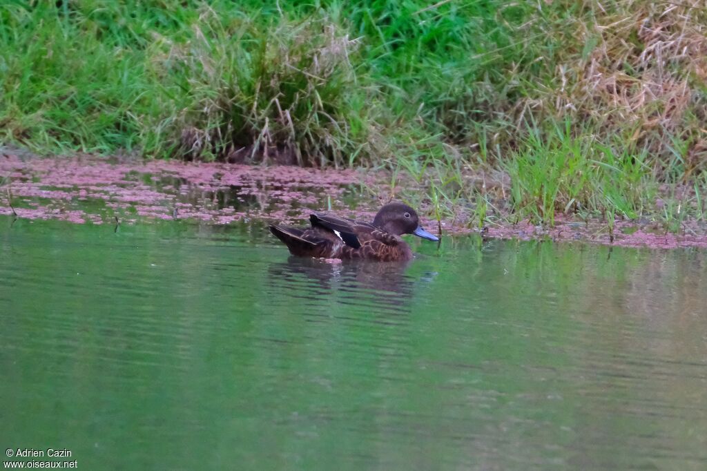 Brown Tealadult