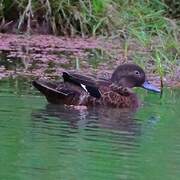 Brown Teal