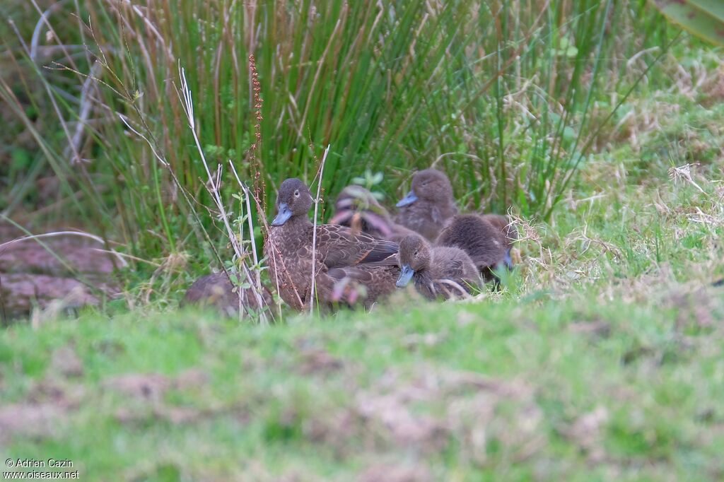 Brown Teal