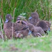 Brown Teal