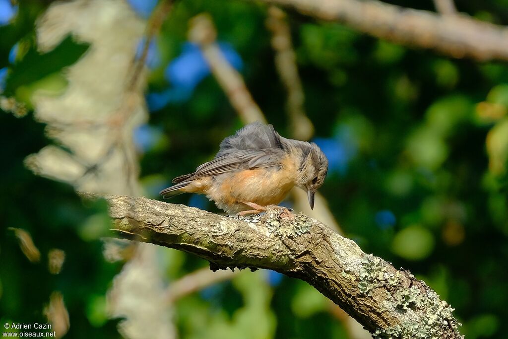 Eurasian Nuthatchjuvenile