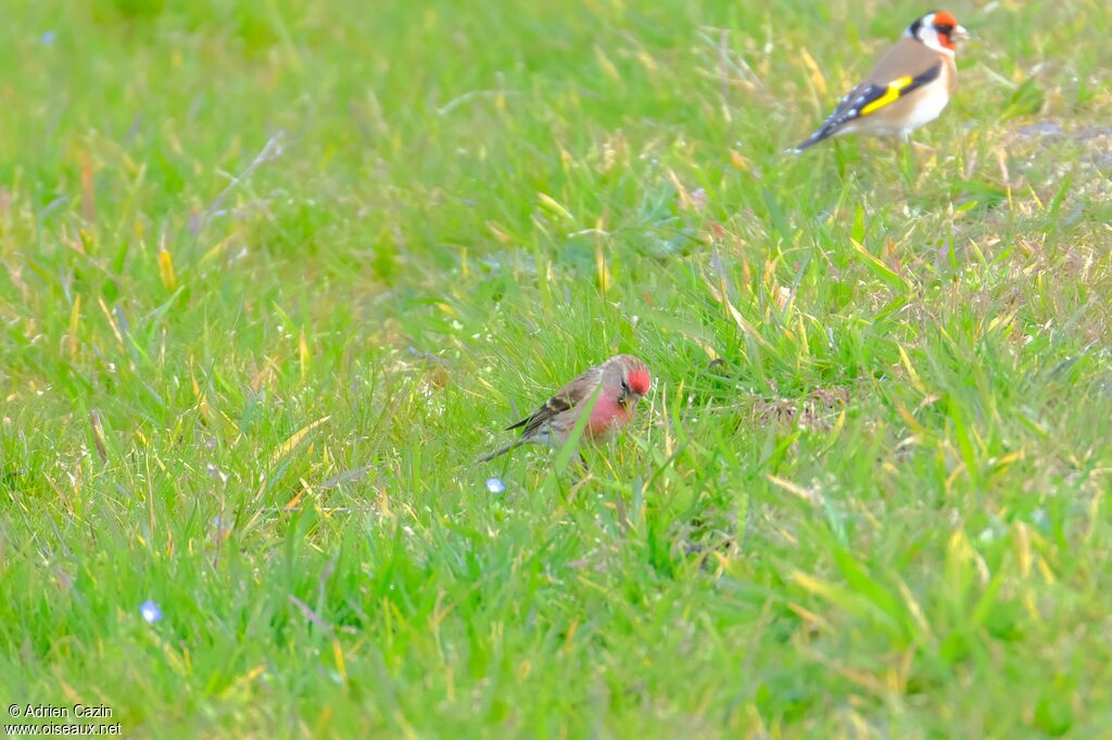 Common Redpolladult