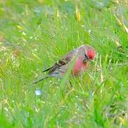 Common Redpoll