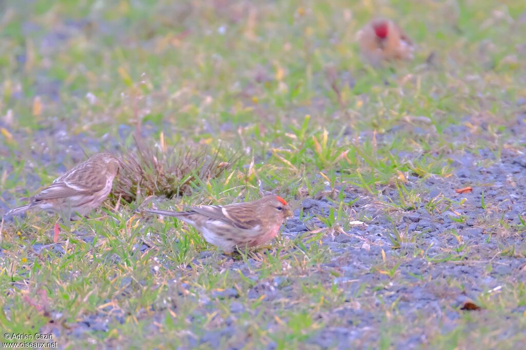 Common Redpolladult