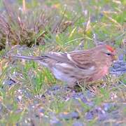 Common Redpoll