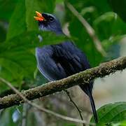 Black-faced Solitaire