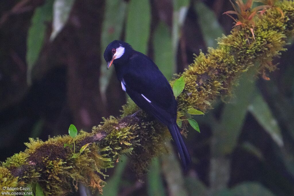 Black Solitaireadult