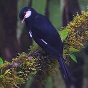Black Solitaire