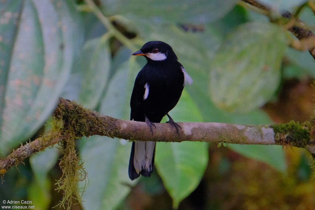 Black Solitaireadult, identification