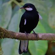Black Solitaire