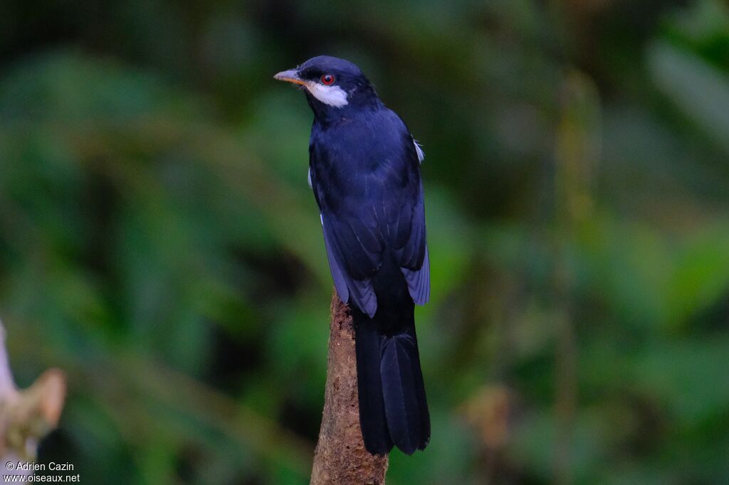 Black Solitaireadult, identification