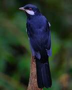 Black Solitaire