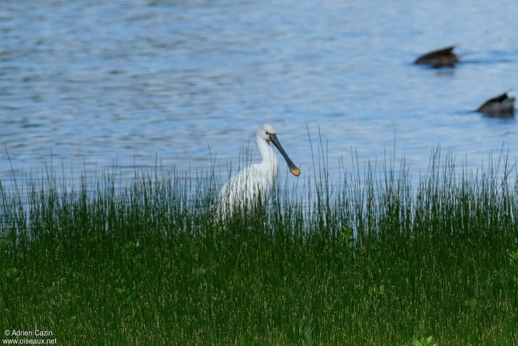 Eurasian Spoonbilladult