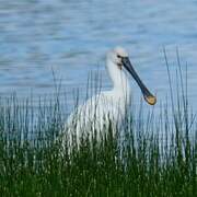 Spatule blanche