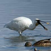 Eurasian Spoonbill